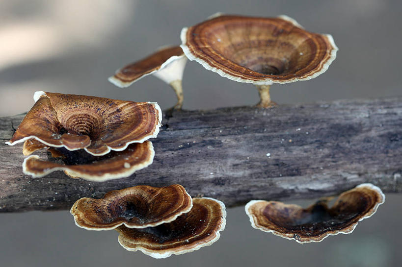 横图,澳大利亚,摄影,彩图