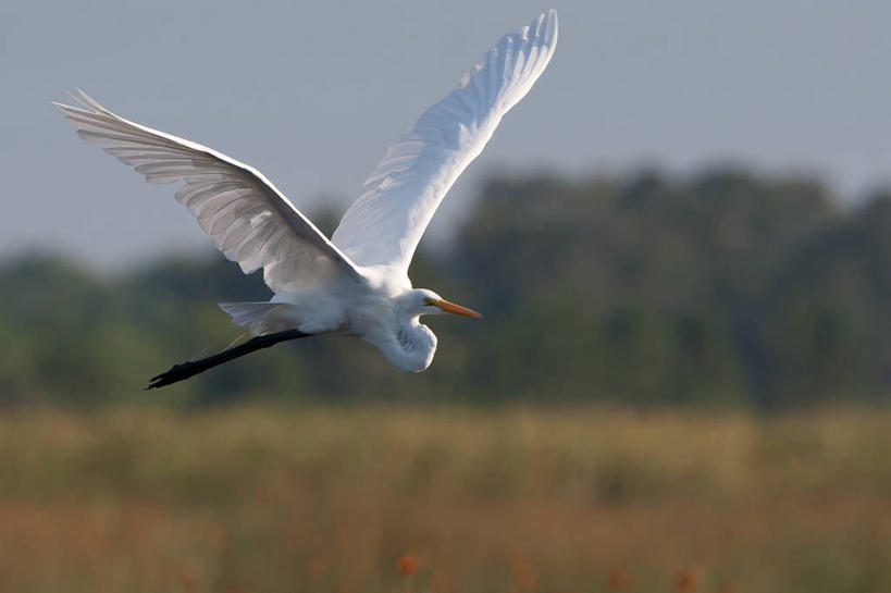 横图,美国,摄影,北美,北美洲,美洲,佛罗里达,佛罗里达州,佛州,阳光州,北亚美利加洲,亚美利加洲,彩图,美利坚合众国