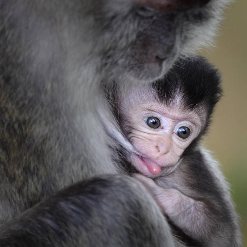 无人,方图,室外,特写,白天,野生动物,猴子,印度尼西亚,动物,两只,摄影,猿,苏门答腊岛,彩图
