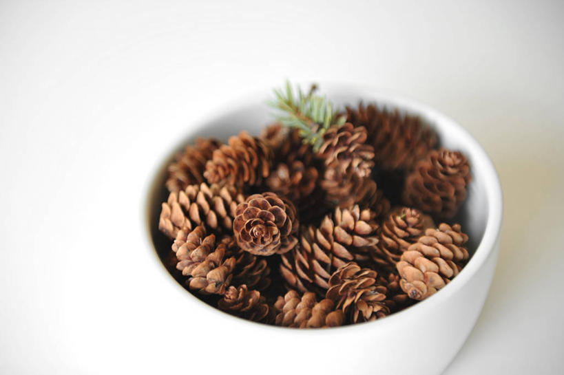 无人,横图,特写,白色背景,美国,许多,丰富,松果,很多,碗,干花,摄影,清新,彩图,影棚拍摄