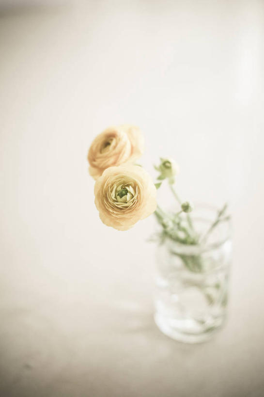 无人,竖图,特写,水,植物,花瓶,上海,米色背景,毛茛,草药,药草,中药,花,摄影,脆弱,清新,药材,中草药,中药材,本草,老虎脚爪草,鱼疔草,彩图,影棚拍摄