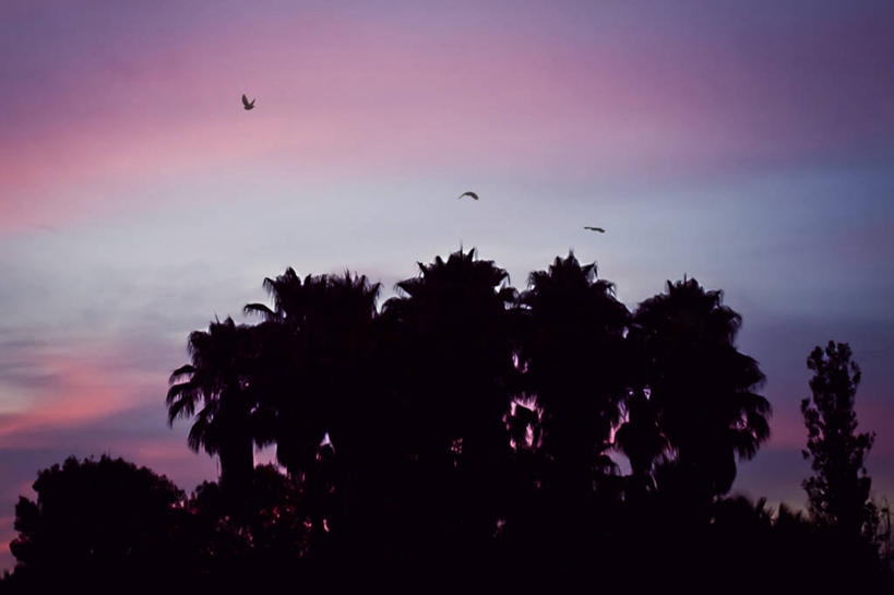 无人,横图,室外,美景,日落,棕榈树,西班牙,三只,鸟类,景观,紫色,风景,自然,景色,摄影,宁静,自然风光,剪影,卡斯特利翁省,彩图