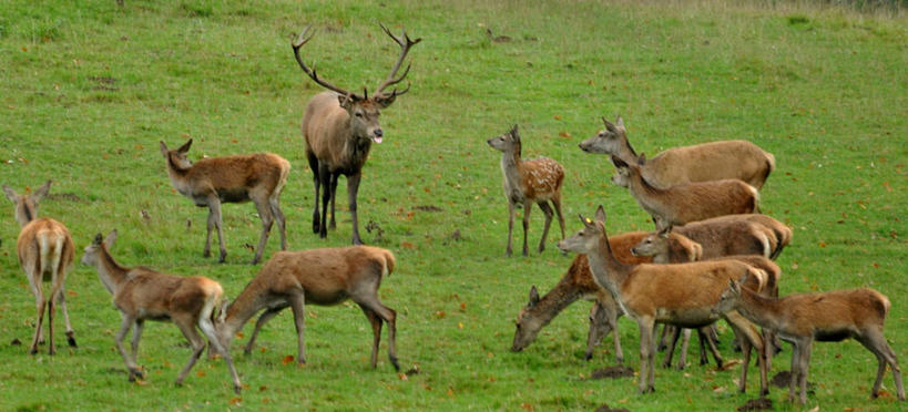 无人,横图,全景,室外,白天,牧场,草地,野生动物,英国,一群,许多,很多,草,摄影,约克郡,马鹿,彩图