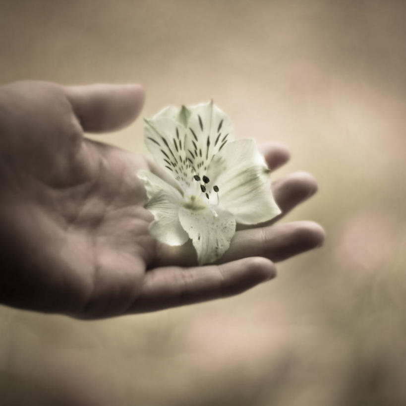 手,一个人,方图,特写,坦桑尼亚,拿着,花,花瓣,摄影,部分,脆弱,雄蕊,关爱,清新,彩图,达累斯萨拉姆