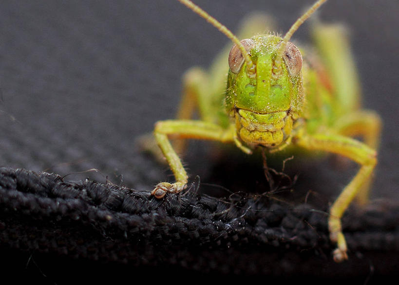 无人,横图,室外,特写,白天,野生动物,奥地利,昆虫,蚱蜢,绿色,摄影,萨尔茨堡,彩图