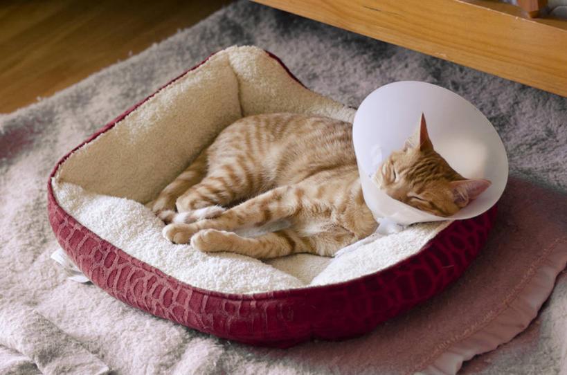 无人,横图,室内,白天,宠物,猫,加拿大,小猫,首都,动物,家畜,放松,摄影,斑纹猫,渥太华,睡觉,彩图,宠物床