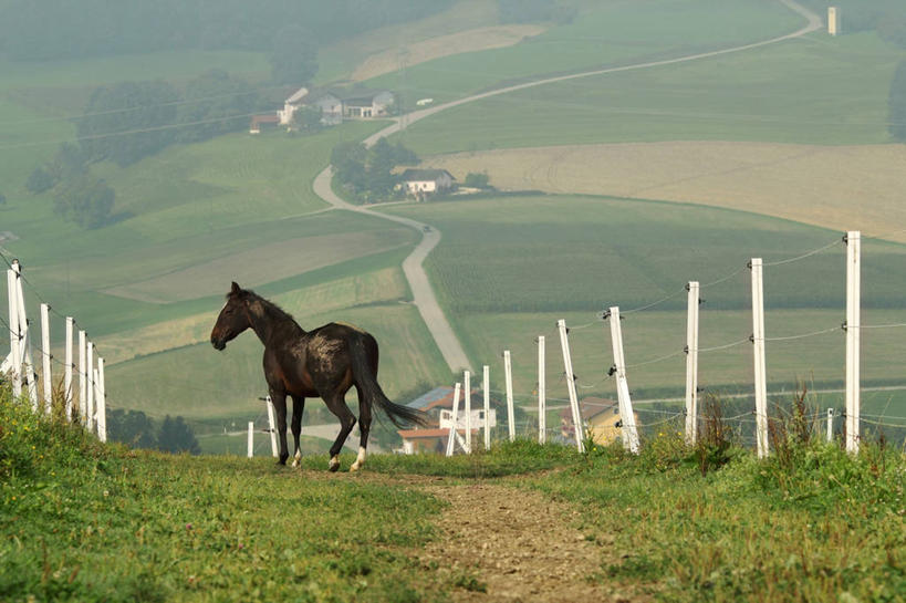 无人,农场,跑,横图,室外,白天,山,马,野生动物,德国,地形,篱笆,草,动物,摄影,巴伐利亚,彩图,单行道