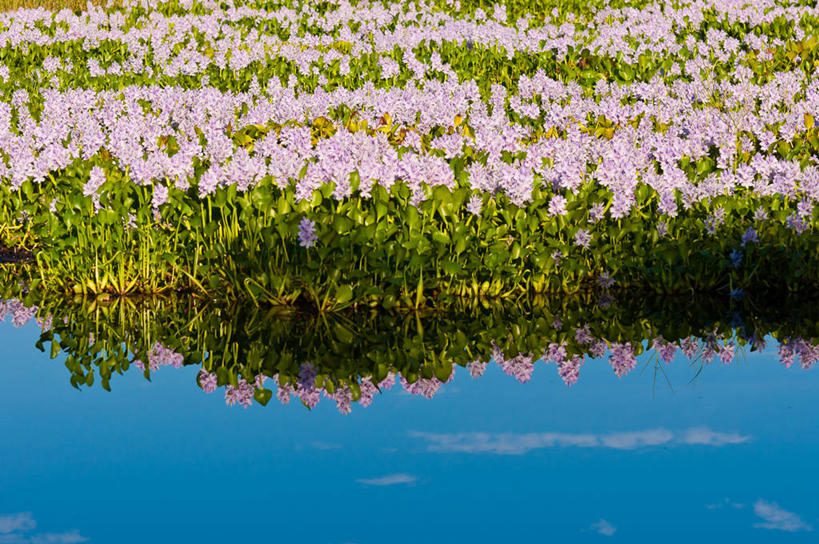 无人,横图,室外,白天,美景,风信子,日本,一排,整齐,反射,池塘,景观,花,排列,粉色,自然,景色,摄影,生长,宁静,队列,清新,自然风光,鹿儿岛县,彩图