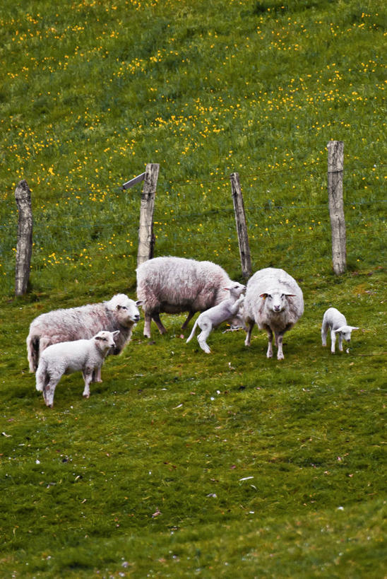竖图,西班牙,摄影,坎塔布利亚