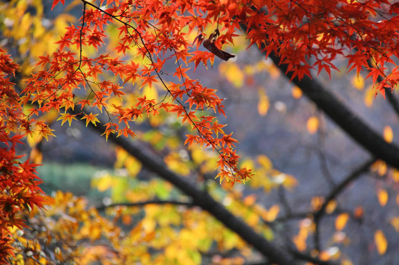 横图,东京,日本,首都,摄影