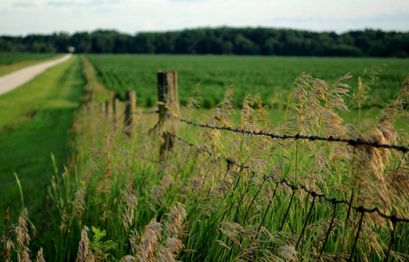 横图,美国,摄影,伊利诺斯州