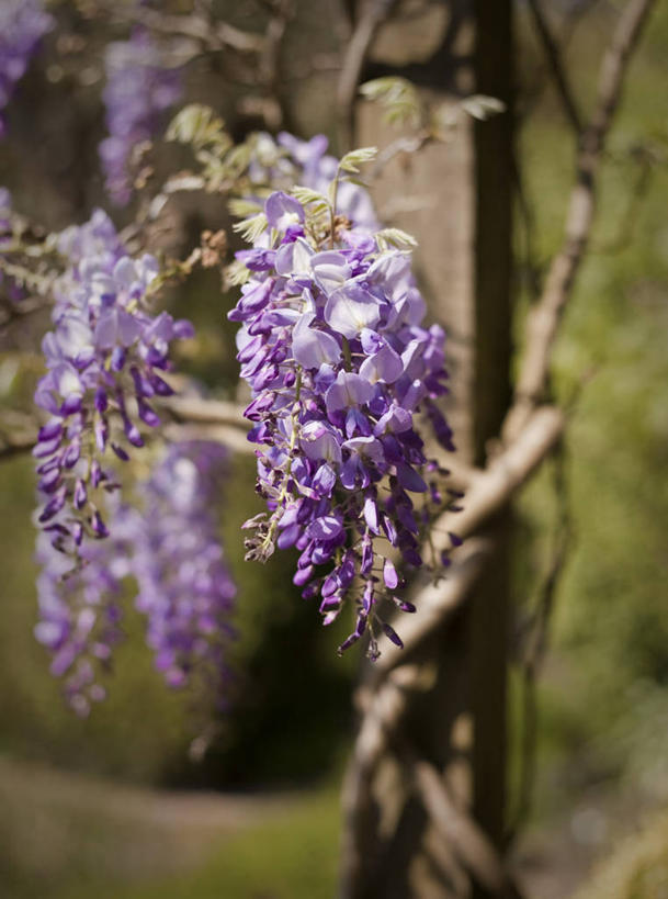 无人,竖图,室外,特写,白天,英国,木制,紫藤,枝,架子,花,树,自然,摄影,生长,支撑,固定,脆弱,清新,彩图