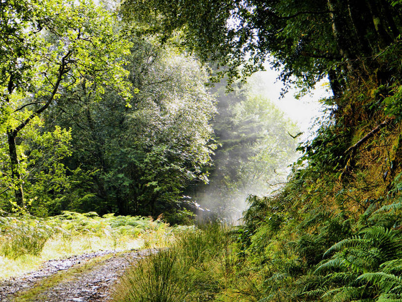 无人,横图,室外,白天,森林,雾,日光,英国,弯曲,树,自然,摄影,宁静,彩图,单行道
