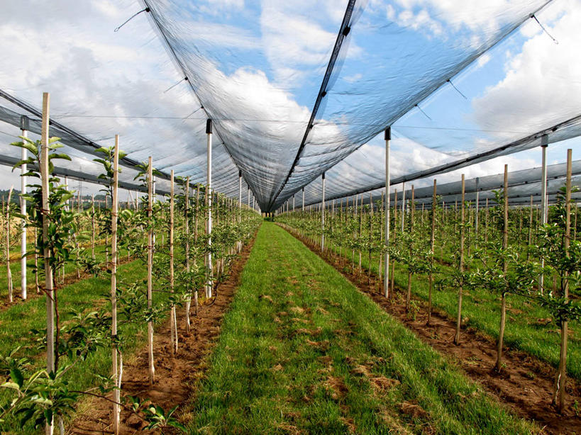 无人,横图,室内,白天,农业,德国,欧洲,一排,整齐,透明,网,云,温室,排列,天空,藤蔓,摄影,生长,保护,西欧,队列,藤蔓植物,德意志联邦共和国,巴登.符腾堡,巴登.符腾堡州,巴符州,彩图