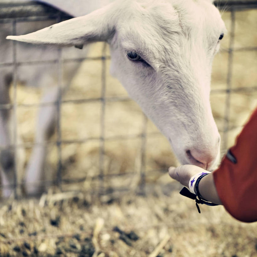 手,一个人,方图,室外,特写,白天,牛,英国,篱笆,红色,动物,家畜,摄影,部分,关爱,喂养,萨里市,山羊,彩图