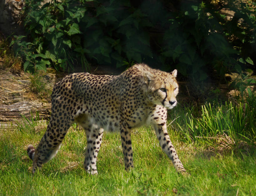 横图,爱尔兰,摄影,科夫