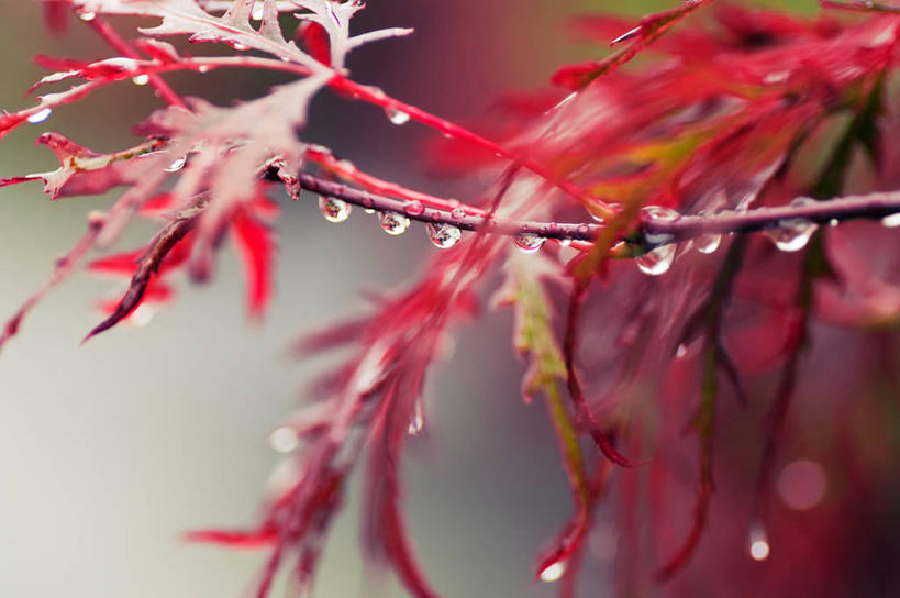 横图,瑞典,摄影