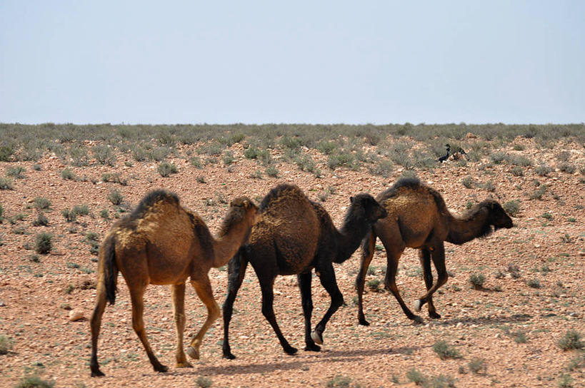 无人,横图,室外,白天,沙漠,摩洛哥,三只,地平线,辽阔,地面,骆驼,天空,自然,广阔,家畜,摄影,一望无际,延伸,天地相交,无边无际,一马平川,步行,彩图