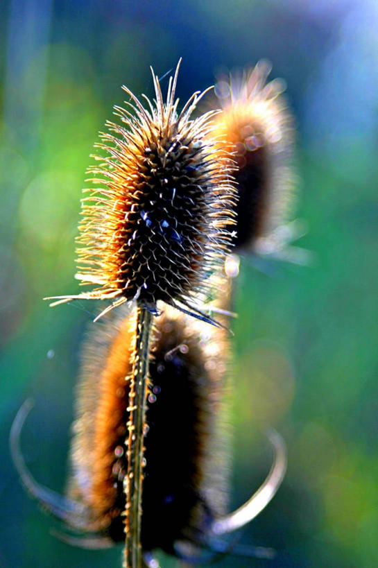 无人,竖图,室外,特写,白天,日光,美国,锐利,茎,自然,摄影,生长,锋利,尖锐,脆弱,彩图