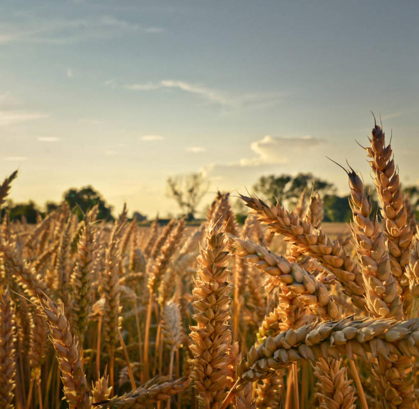 无人,横图,室外,农业,小麦,德国,田地,云,谷类,树,天空,自然,黄昏,摄影,生长,宁静,萨克森,彩图