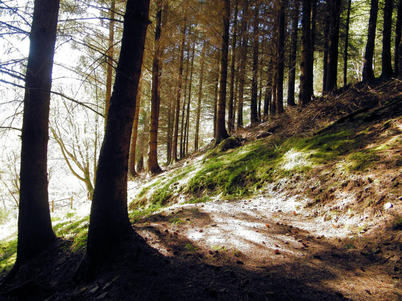 无人,横图,室外,白天,美景,森林,日光,英国,丰富,景观,苏格兰,草,树,树干,风景,自然,景色,摄影,宁静,自然风光,彩图,因弗戈登