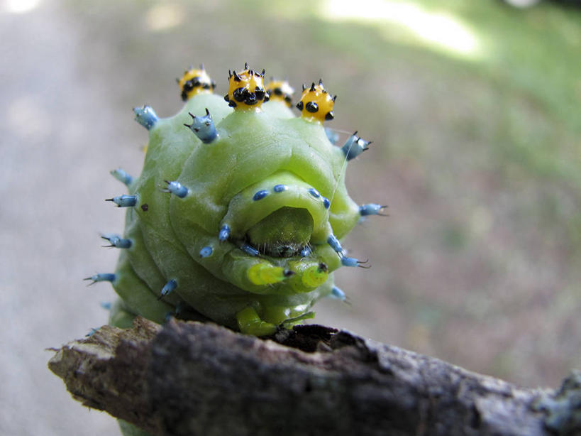 无人,横图,室外,特写,白天,野生动物,美国,昆虫,枝,摄影,俄亥俄州,毛虫,彩图