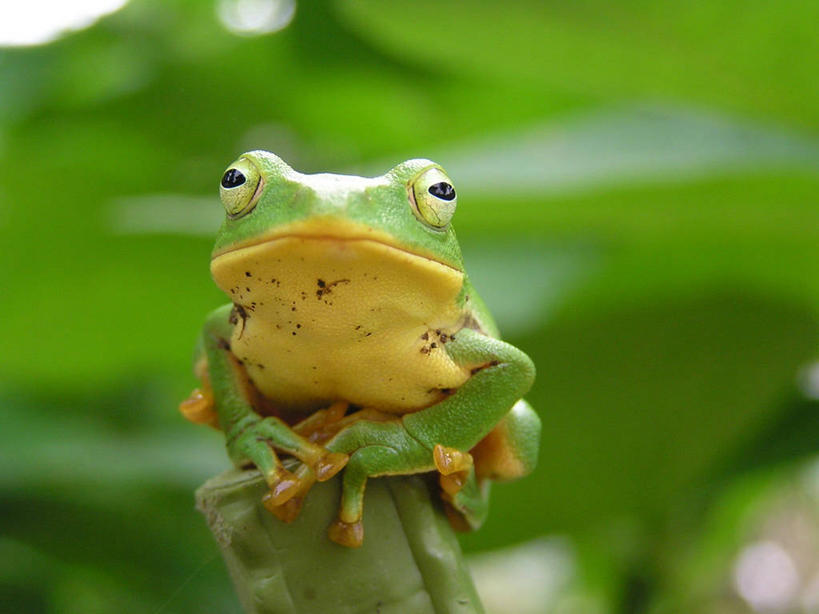无人,坐,横图,室外,特写,白天,野生动物,日本,首都,自然,摄影,肖像,彩图