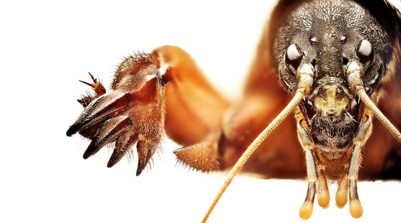 无人,横图,室外,白天,微距,野生动物,德国,欧洲,摄影,西欧,肖像,德意志联邦共和国,巴登.符腾堡,巴登.符腾堡州,巴符州,乌尔姆,彩图