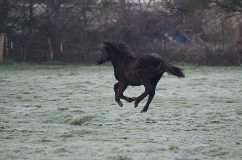 无人,跑,横图,室外,白天,侧面,马,野生动物,西班牙,树,摄影,迅速,阿斯图里亚斯,彩图