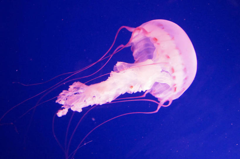 游泳,无人,横图,特写,水下,水,美国,粉色,蓝色,摄影,加利福尼亚,长滩,水母,彩图