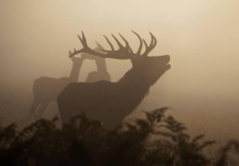 无人,横图,室外,特写,雾,鹿,野生动物,英国,三只,黎明,草,摄影,鹿角,剪影,萨里市,彩图