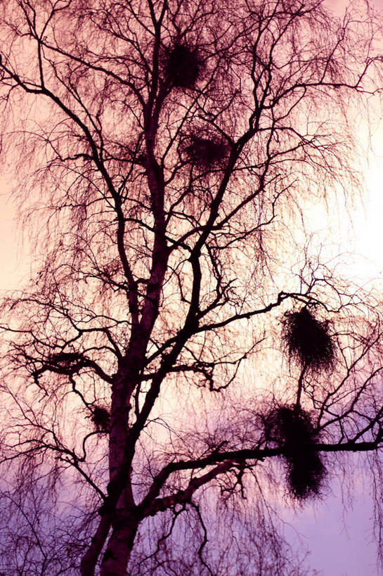 无人,竖图,室外,枝,树,天空,自然,黄昏,摄影,宁静,剪影,彩图