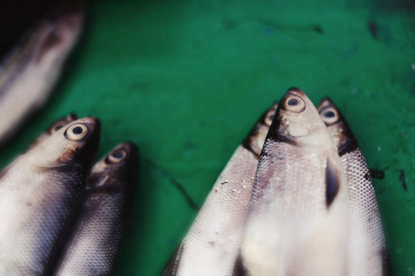 无人,躺,横图,室内,特写,桌子,印度尼西亚,鱼类,饮食,绿色,摄影,清新,南苏拉威西省,海产,彩图