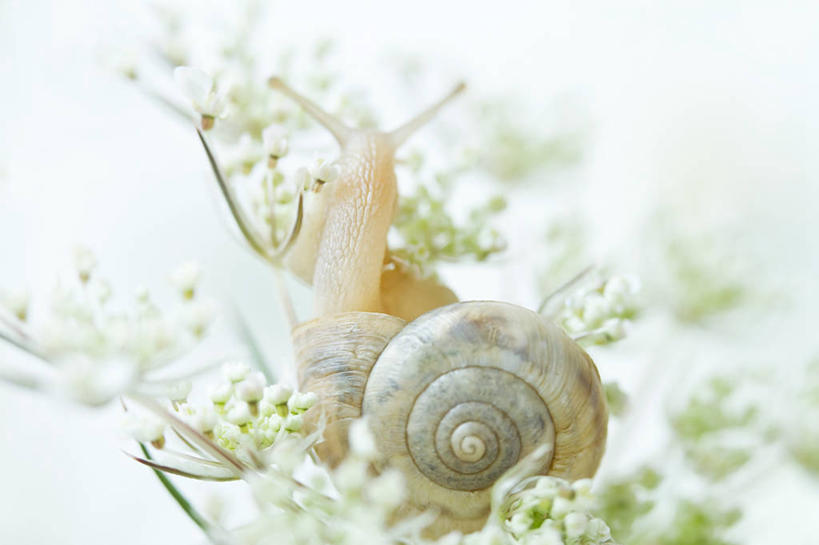 无人,横图,室外,特写,白天,野生动物,贝壳,英国,蜗牛,花,摄影,脆弱,彩图