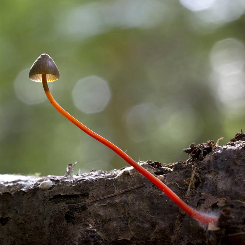 无人,方图,室外,特写,白天,日光,英国,小的,蘑菇,茎,枝,自然,摄影,生长,脆弱,彩图