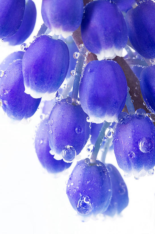 无人,竖图,室外,特写,白天,水,风信子,英国,花,紫色,摄影,脆弱,简单,清新,逆光,纯净,葡萄风信子,彩图