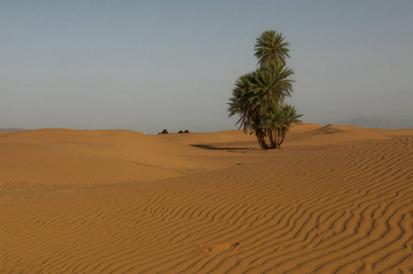 无人,横图,室外,白天,沙漠,棕榈树,摩洛哥,波纹,沙子,地平线,辽阔,地面,沙丘,树,天空,自然,广阔,摄影,宁静,一望无际,延伸,天地相交,无边无际,一马平川,彩图,独处