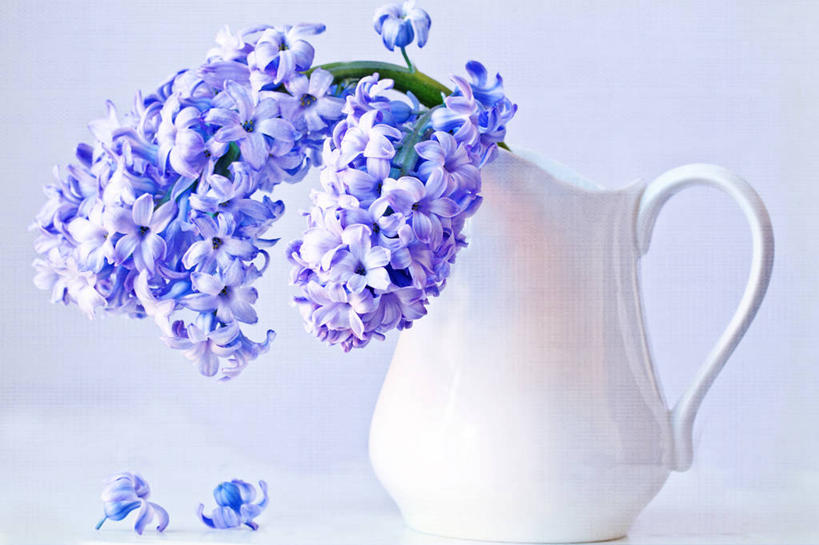 无人,横图,白色背景,风信子,英国,水壶,花,摄影,脆弱,清新,广口瓶,赫特福德郡,彩图,影棚拍摄,哈特菲尔德