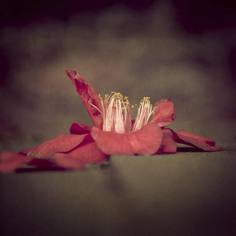 无人,方图,室外,特写,白天,英国,盛开,纹路,纹理,首都,花蕾,花,花瓣,花朵,鲜花,一朵,花苞,花蕊,摄影,脆弱,雄蕊,肌理,彩图,晕影