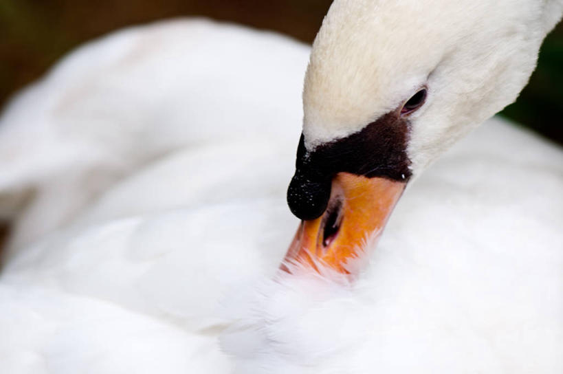 无人,横图,特写,野生动物,天鹅,新加坡,摄影,清理,部分,水禽,彩图