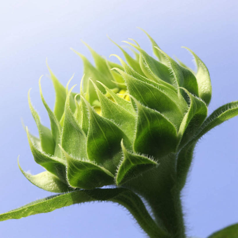 无人,方图,室外,特写,白天,向日葵,日本,蓝色背景,盛开,茎,花蕾,花,花瓣,花朵,鲜花,一朵,绿色,花苞,花蕊,摄影,脆弱,清新,万里无云,萼片,开端,彩图