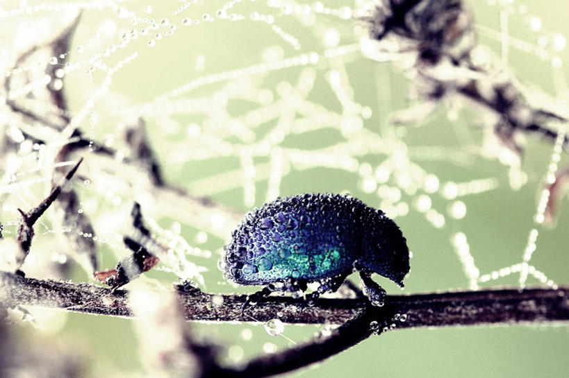 无人,横图,室外,特写,白天,水,野生动物,德国,湿,昆虫,枝,蓝色,摄影,早晨,甲虫,彩图