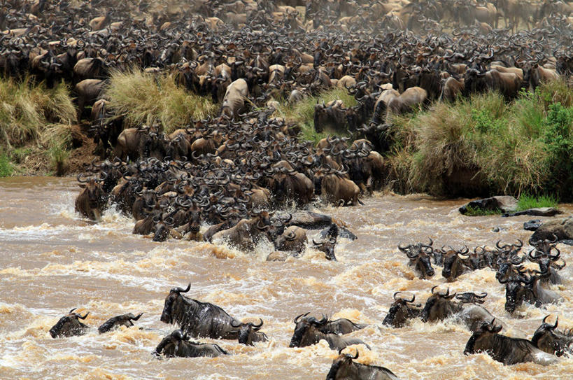 无人,横图,室外,白天,野生动物,肯尼亚,一群,许多,很多,草,自然,摄影,非洲大羚,彩图,马赛马拉国家保护区