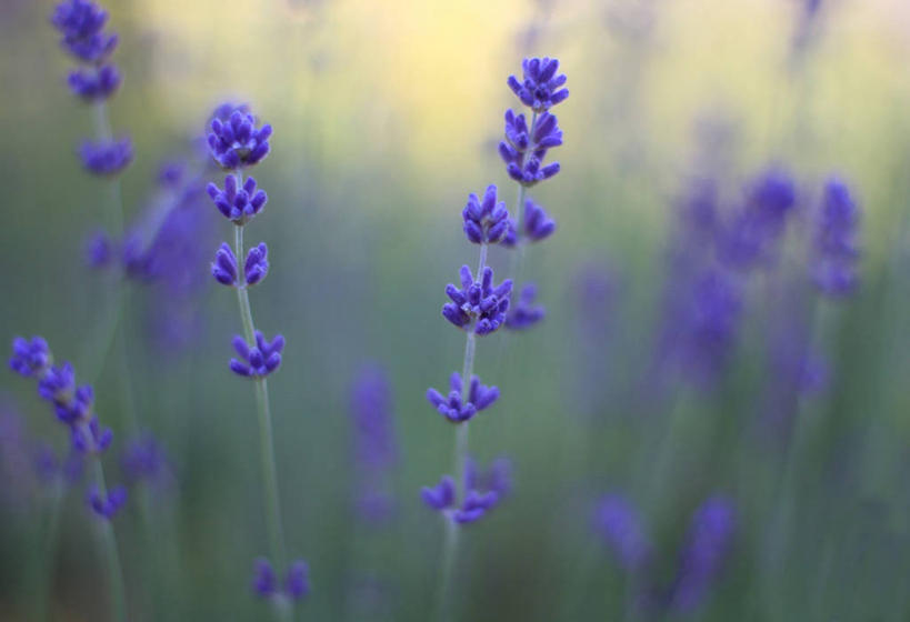 无人,横图,室外,特写,白天,爱情,农业,加拿大,田地,浪漫,自然,香草,薰衣草,摄影,生长,脆弱,清新,呼吸,灵香草,黄香草,奇迹,温哥华,大不列颠哥伦比亚,彩图