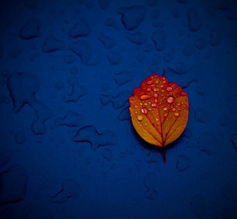 无人,横图,叶子,蓝色背景,水滴,摄影,脆弱,改变,干的,纯净,彩图,影棚拍摄