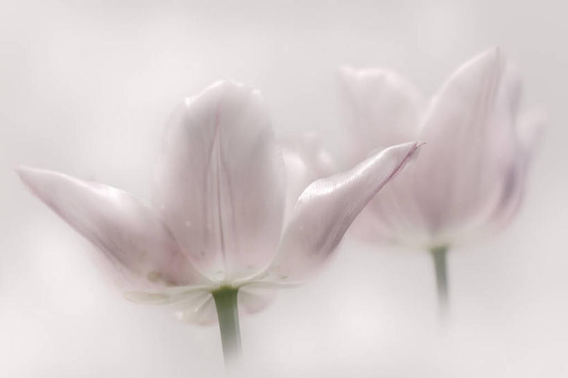 无人,横图,室外,白天,雾,郁金香,加拿大,一对,花,粉色,自然,摄影,脆弱,清新,彩图