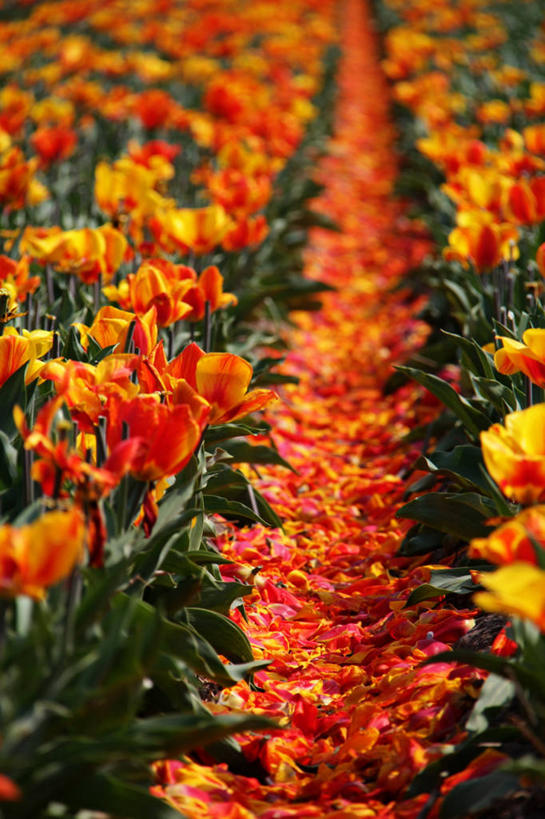 无人,竖图,室外,白天,郁金香,荷兰,田地,花,自然,橙色,摄影,生长,清新,库肯霍夫花园,彩图