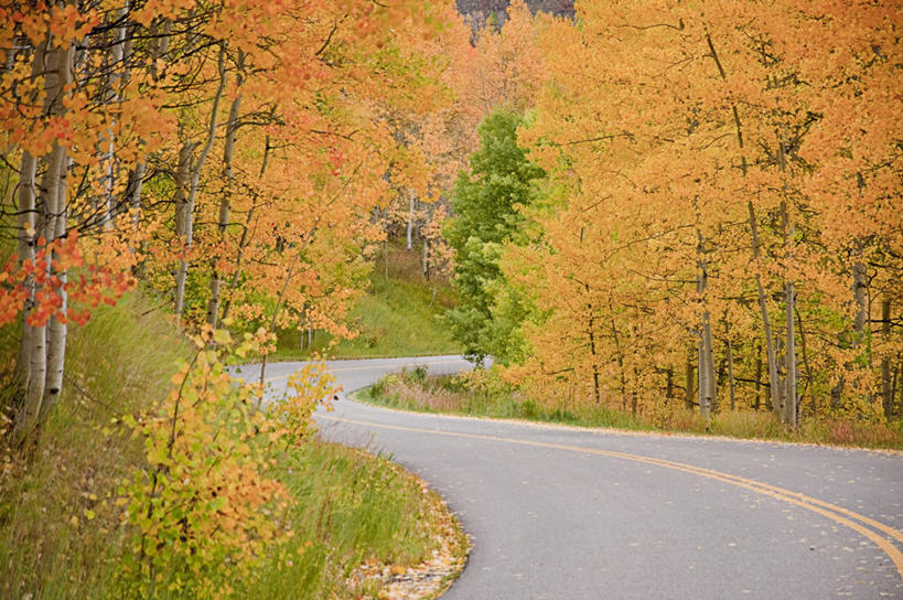 无人,横图,室外,白天,美景,路,美国,路标,景观,风景,自然,景色,运输,摄影,宁静,白杨树,自然风光,改变,白杨,科罗拉多州,大叶杨,秋天,彩图,颤杨,冲天杨,响杨