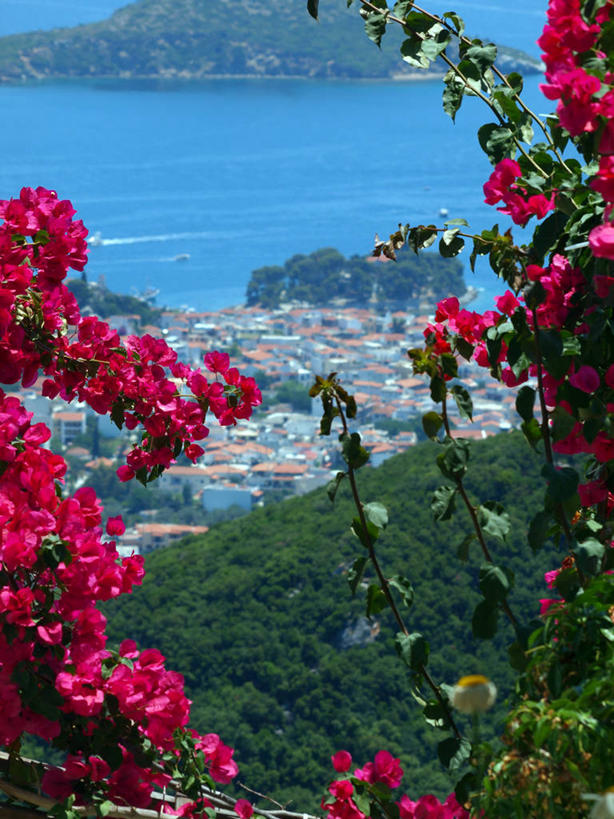 无人,竖图,室外,白天,海洋,山,叶子,希腊,城镇,花,粉色,自然,摄影,生长,脆弱,清新,斯基亚索斯岛,彩图