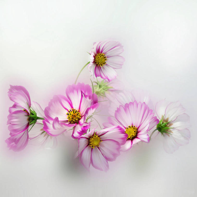 无人,横图,特写,白色背景,加拿大,纹路,纹理,花,花瓣,粉色,白色,自然,摄影,大波斯菊,脆弱,雄蕊,清新,肌理,彩图,影棚拍摄